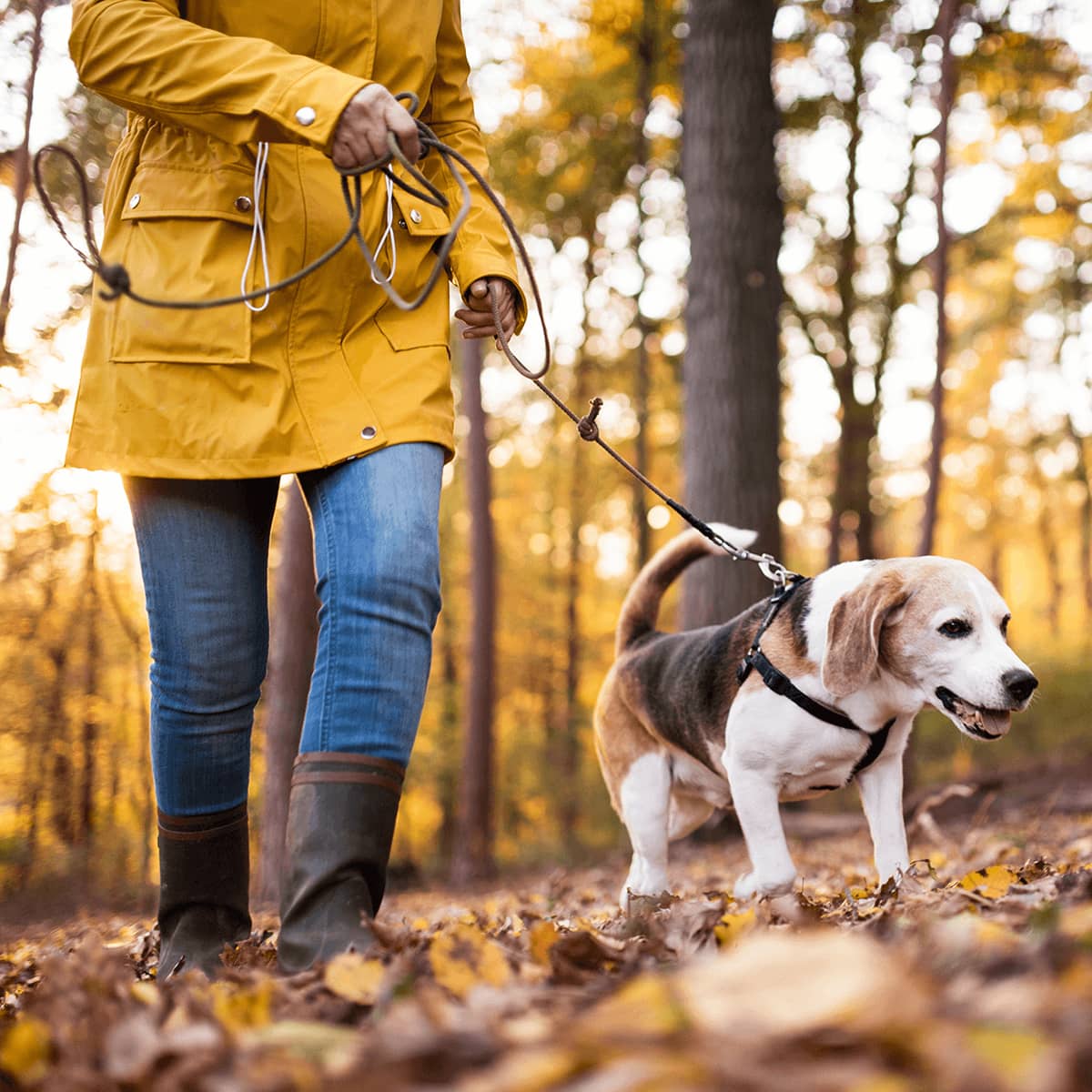 Sport frei: So halten Sie sich und Ihren Hund fit
