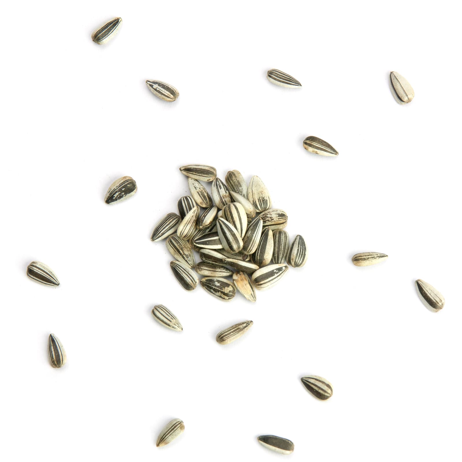 Vogelfutter Sonnenblumenkerne gestreift