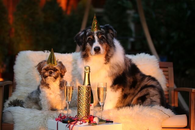 Hund hat Angst an Silvester – was tun?