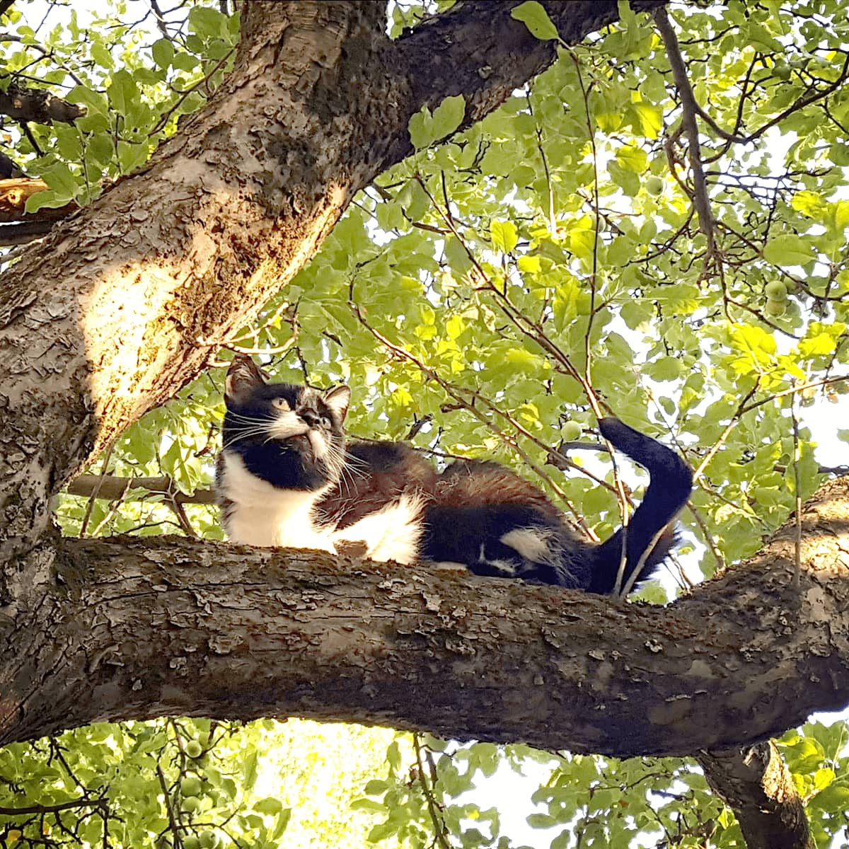 Ganz im Zeichen der Katze: Internationaler Weltkatzentag