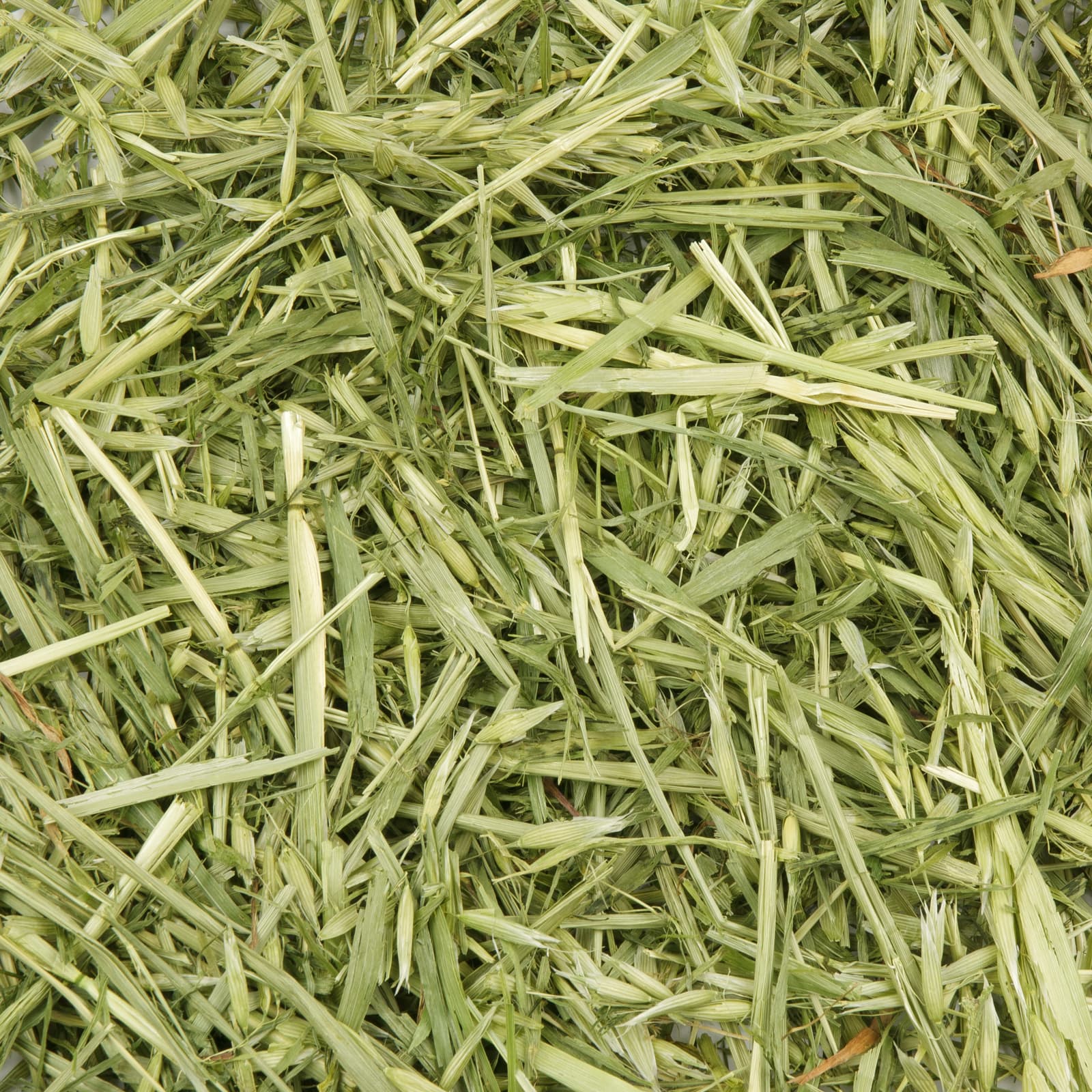 Kaninchenfutter Gruener Hafer Uebersicht