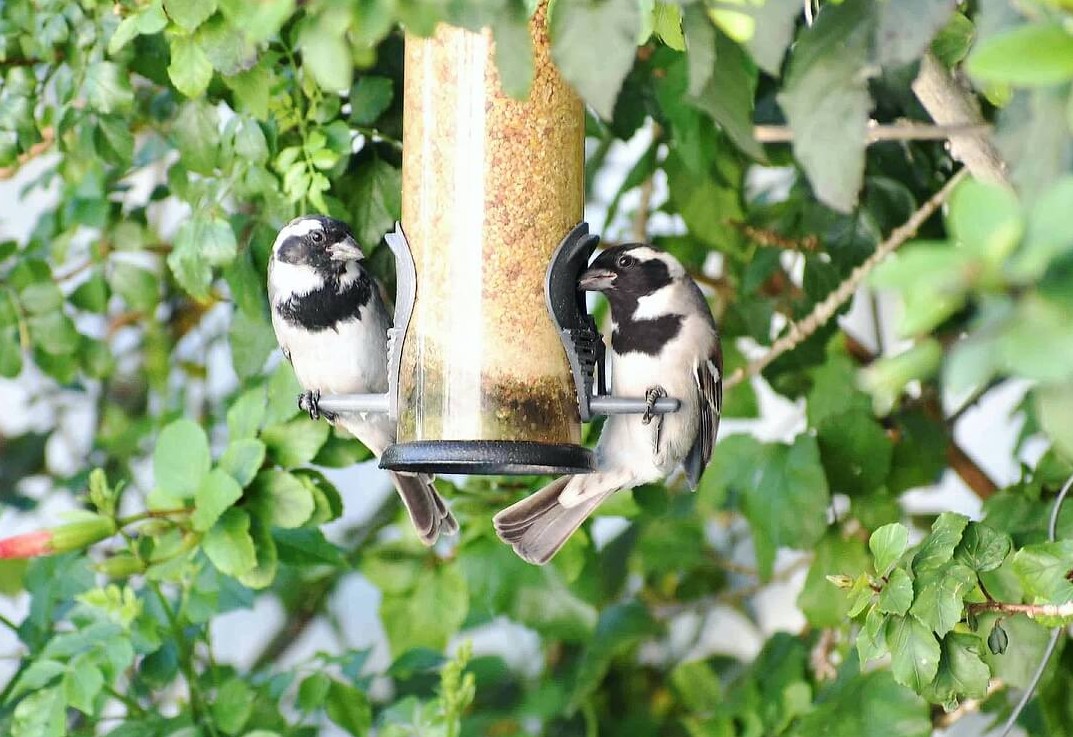 Vögel im Sommer füttern: Das gibt es zu beachten