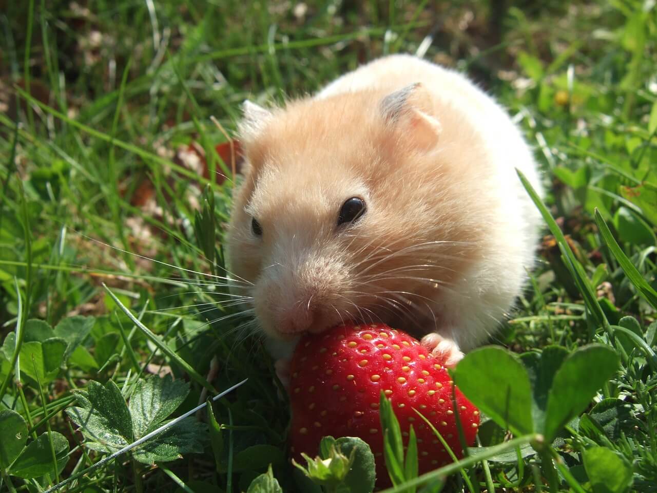Welches Obst dürfen Hamster essen?