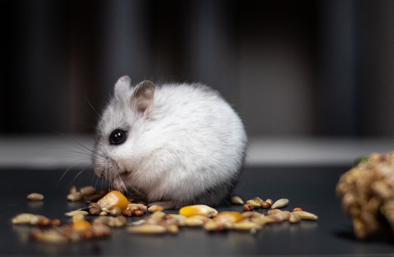 Getreide für Hamster: Dürfen Hamster Haferflocken essen?
