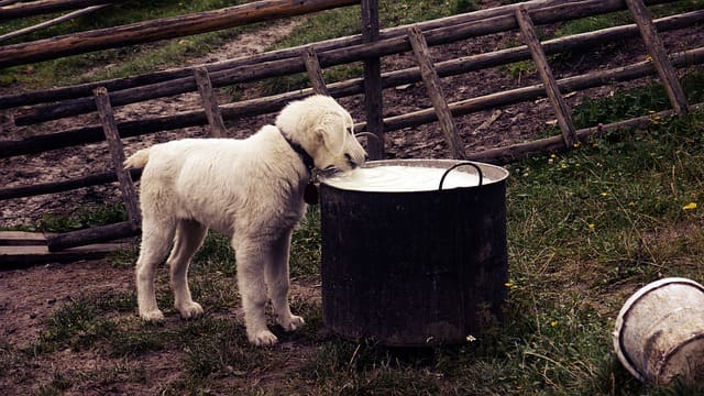 Dürfen Hunde Milch trinken?
