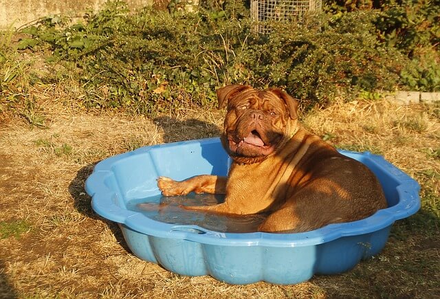 Hunde abkühlen – Tipp 5: Planschen im Pool als ideale Beschäftigung für heiße Sommertage