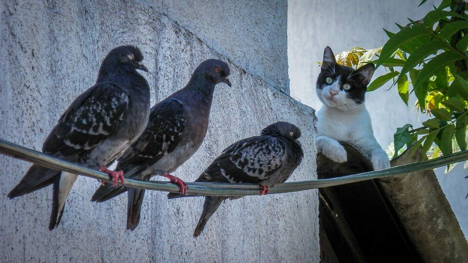 Vögel vor Katzen schützen - Praktische Tipps 