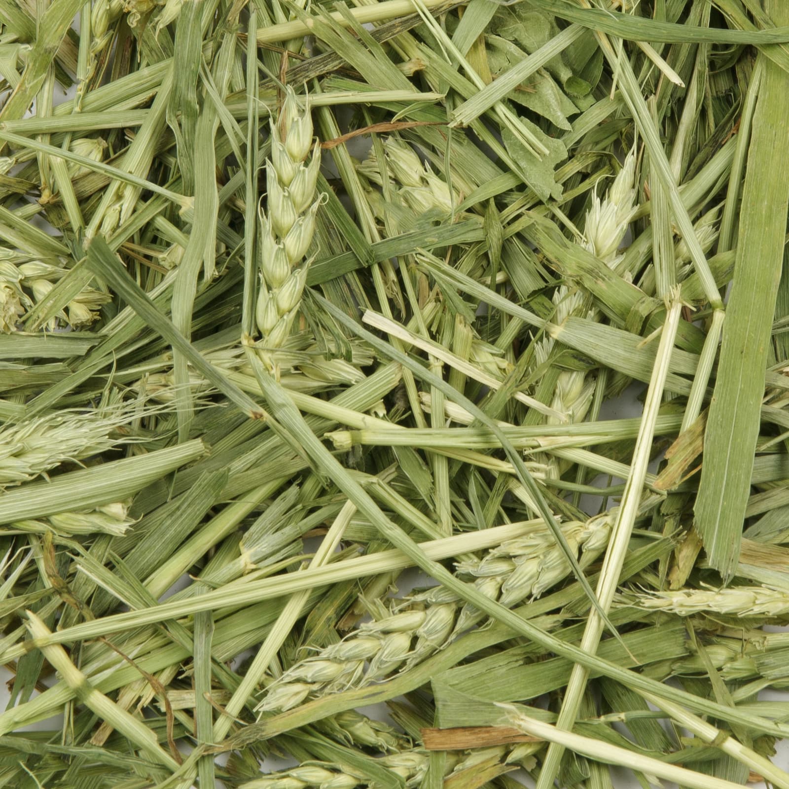 Kaninchenfutter Gruener Weizen Uebersicht