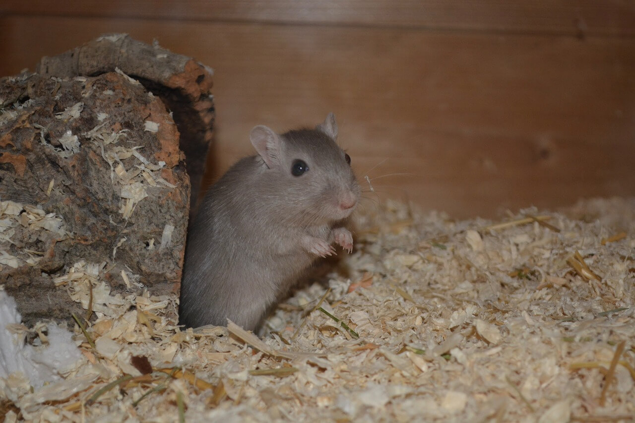 Rennmäuse brauchen immer einen Artgenossen an ihrer Seite.