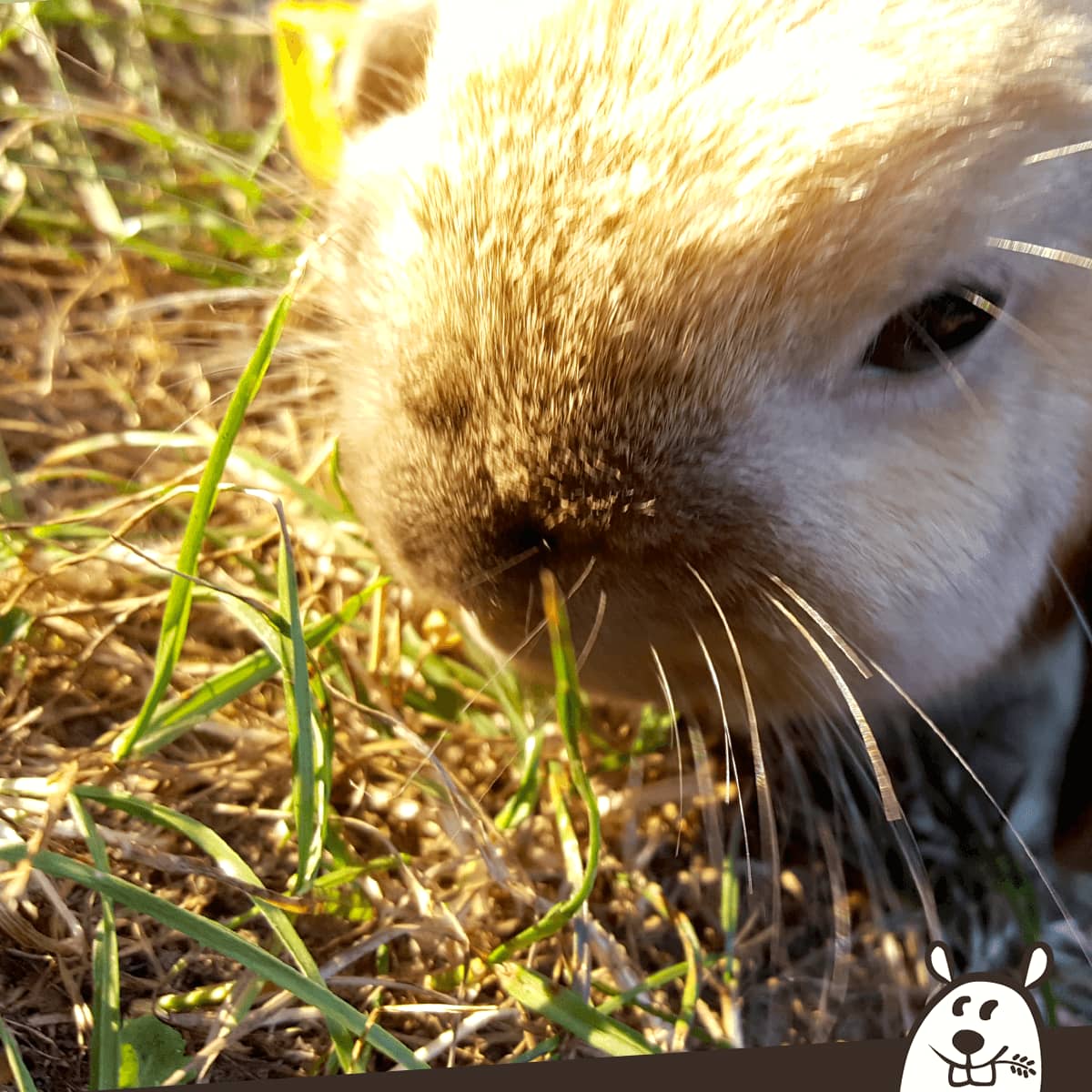 Wenn Tiere krank werden – Hämorrhagische Krankheit bei Kaninchen