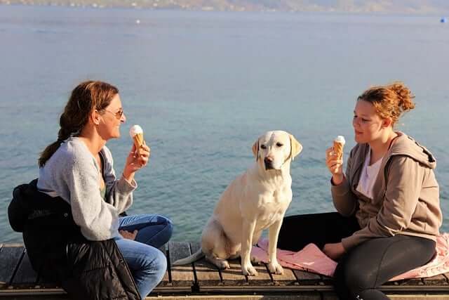Auch Hunde freuen sich an heißen Tagen über Eis zur Abkühlung.