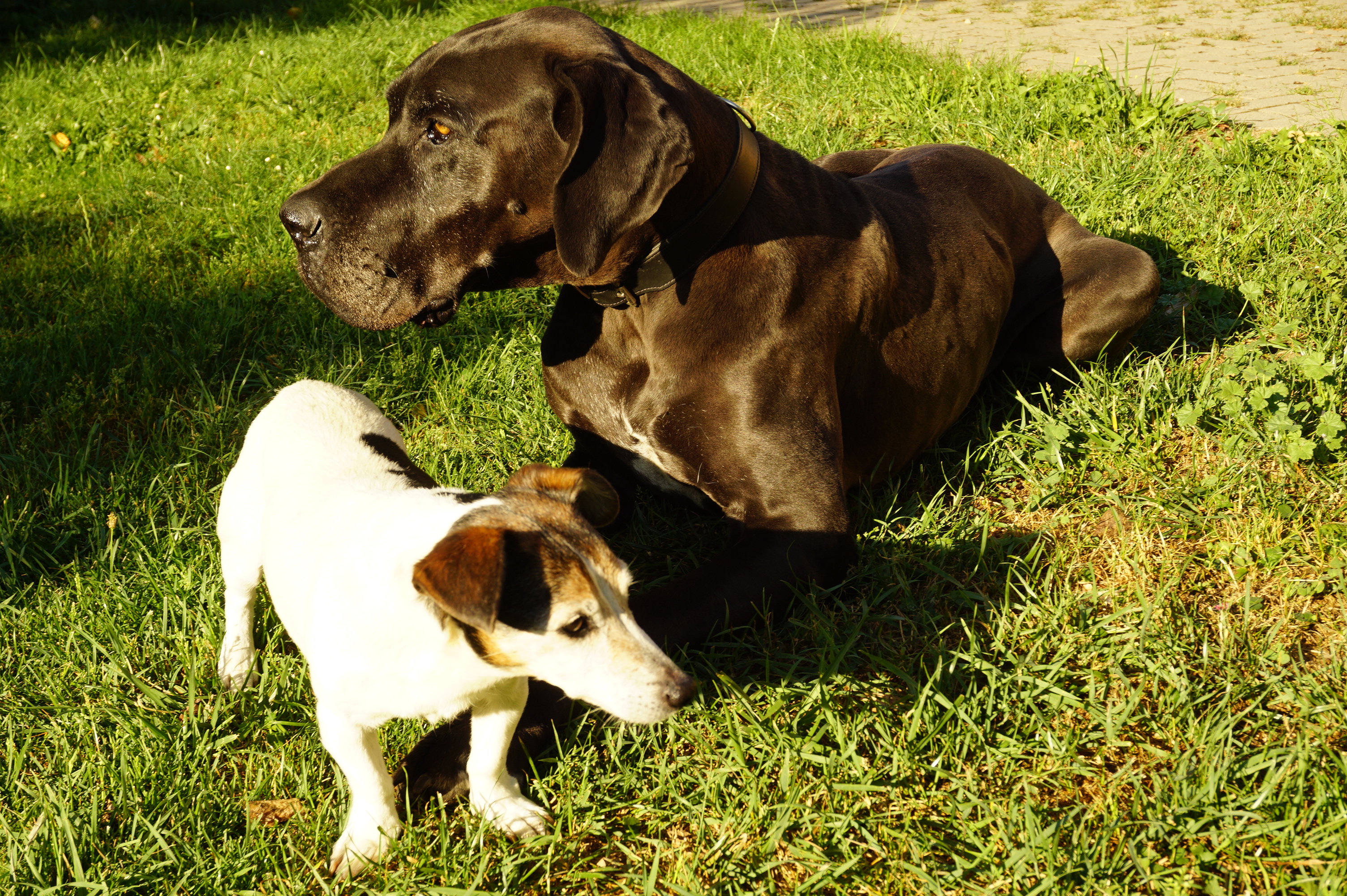 Wie ernähre ich meinen Hund richtig?