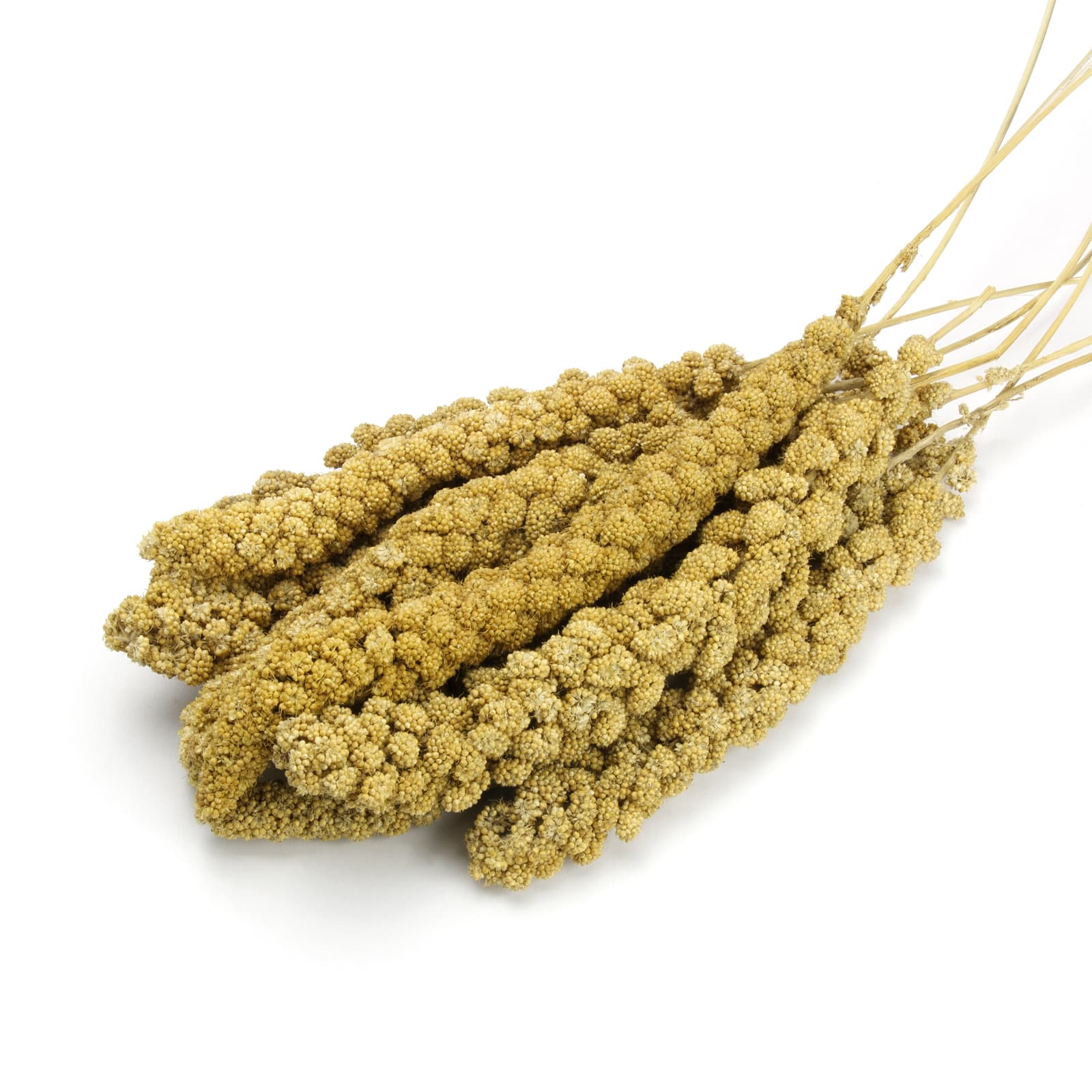Hamsterfutter Kolben-Hirse gelb