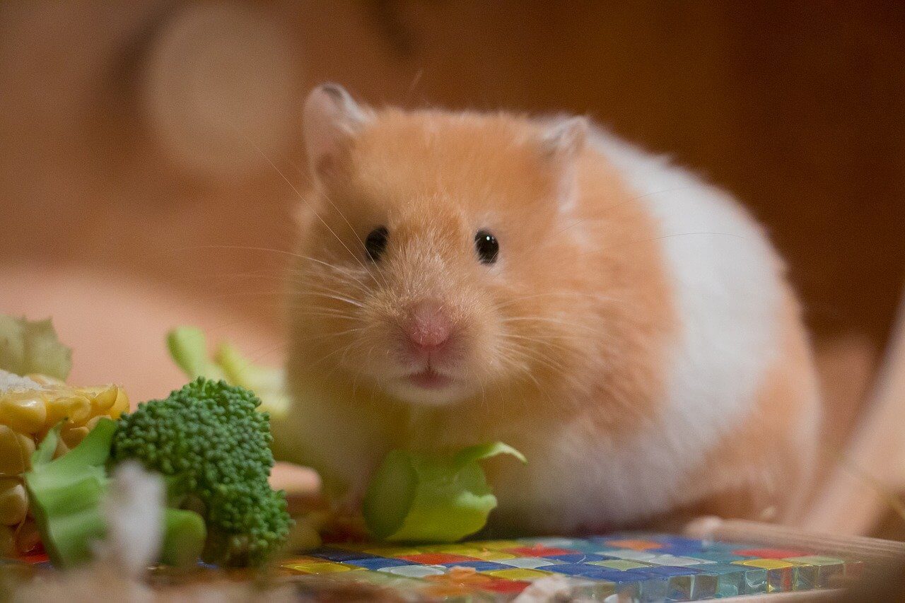  Welches Gemüse dürfen Hamster essen?
