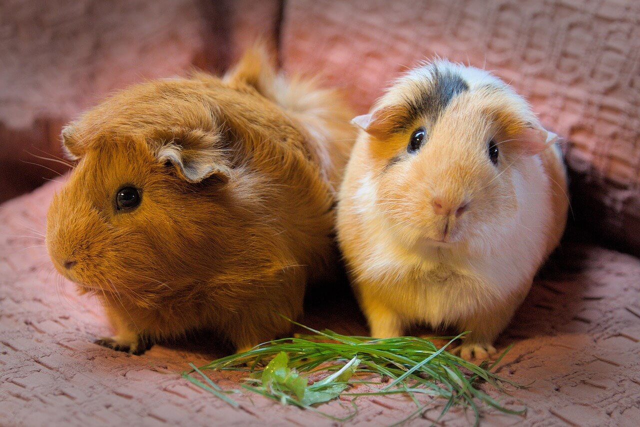 Meerschweinchen Geräusche: Das steckt hinter den Lauten