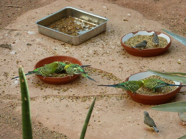 Für Wellensittiche sind Futternäpfe besser geeignet als Futterspender.