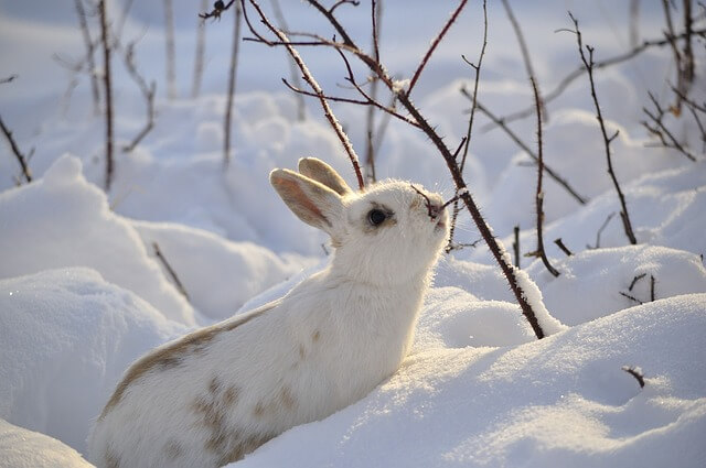 Können Kaninchen im Winter draußen bleiben?