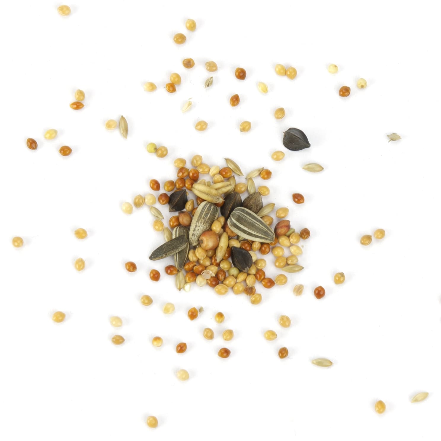 Grosssittichfutter Grosssittich Basic