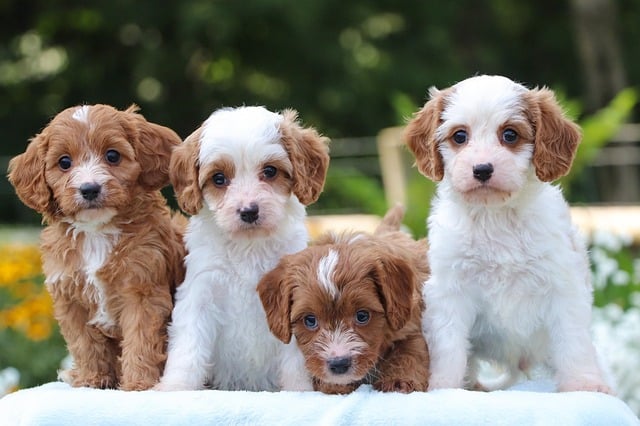 Welpe frisst wenig: Mögliche Ursachen und Lösungen