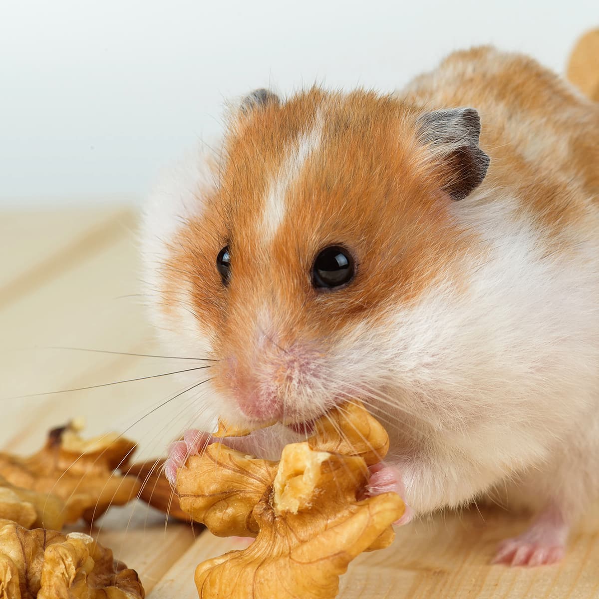 Dürfen Hamster Walnüsse essen?   
