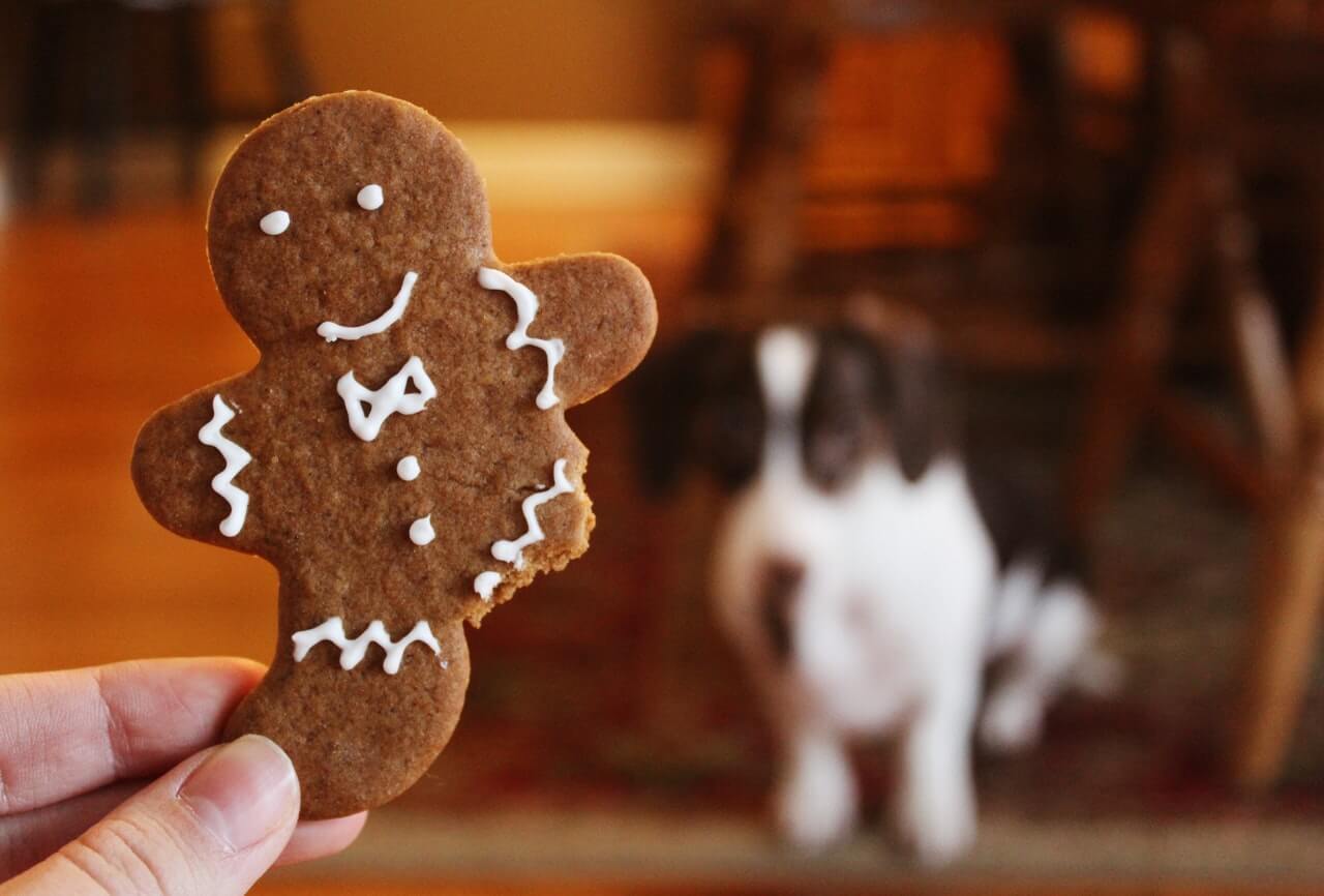 Sind Lebkuchen für Hunde giftig?